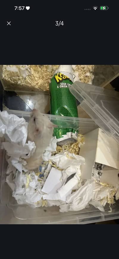 Female hamster 5 months old with a cage and a wheel and a water bottle
