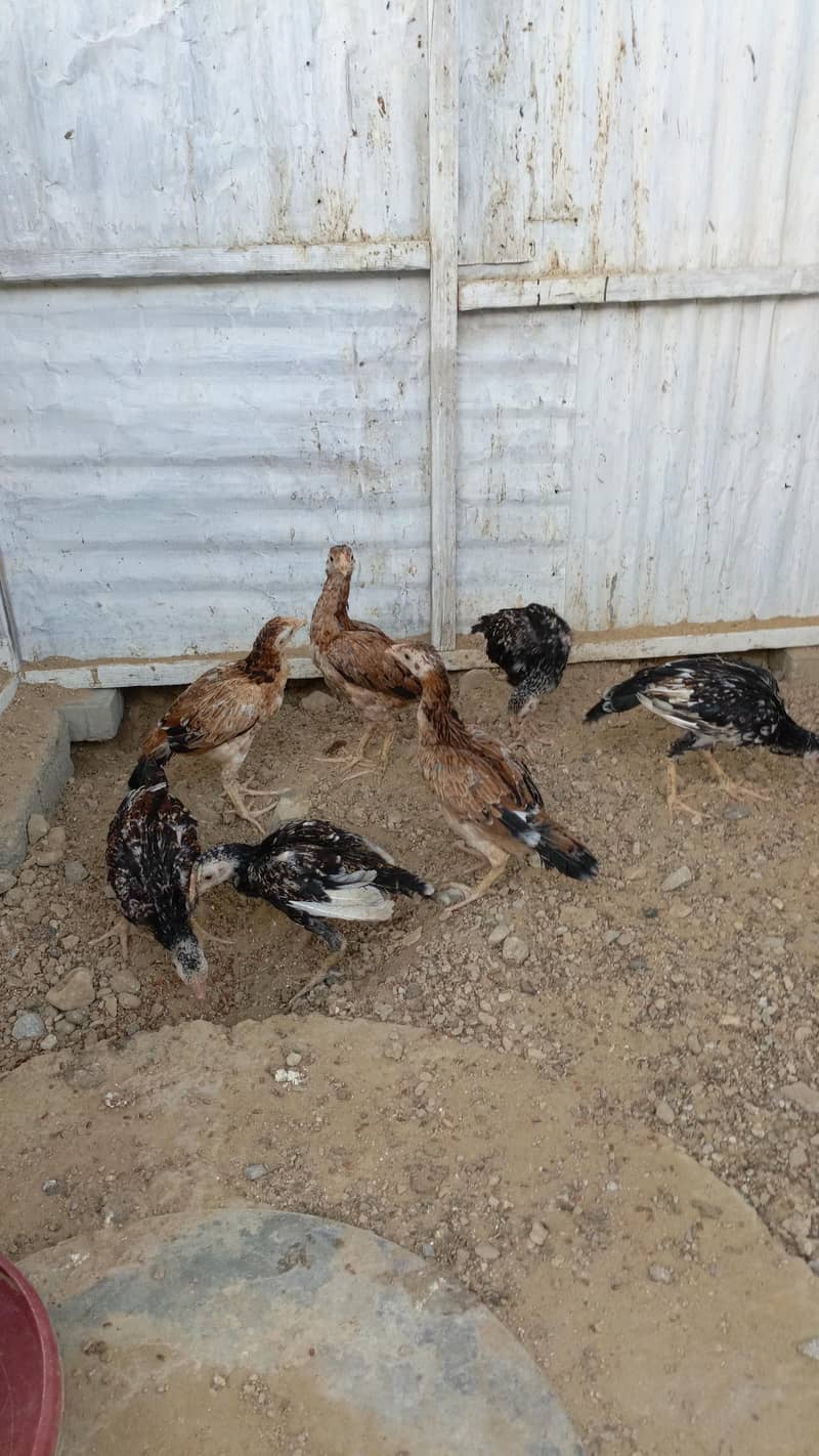 chicksc 0