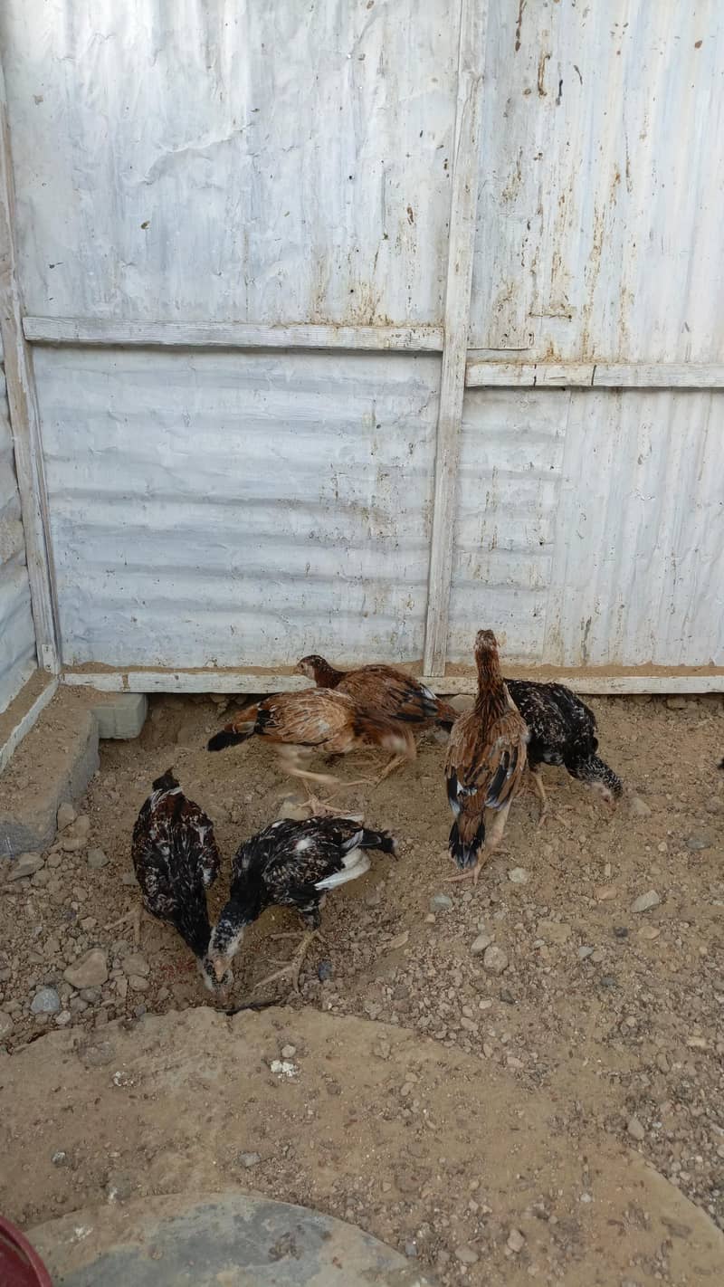 chicksc 1