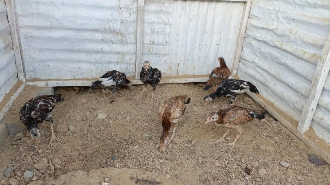 chicksc 2