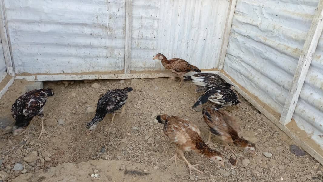 chicksc 3