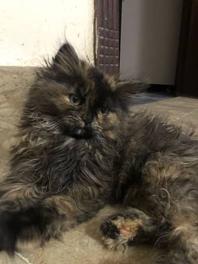 persian cat