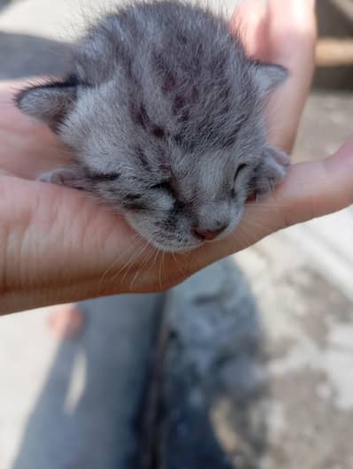 little companions for adoption