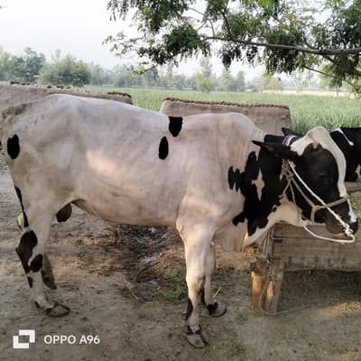 bull for sale kisi BHI ko chahiy to wo Rabta kary03084859208