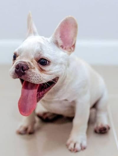 frunch bull dog for sale