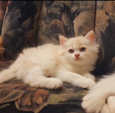 Double coat Persian kitten