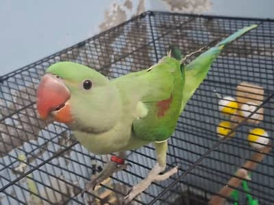 Raw parrot