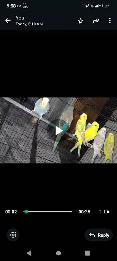 mix parrot available