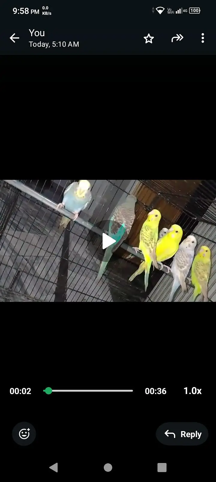 mix parrot available