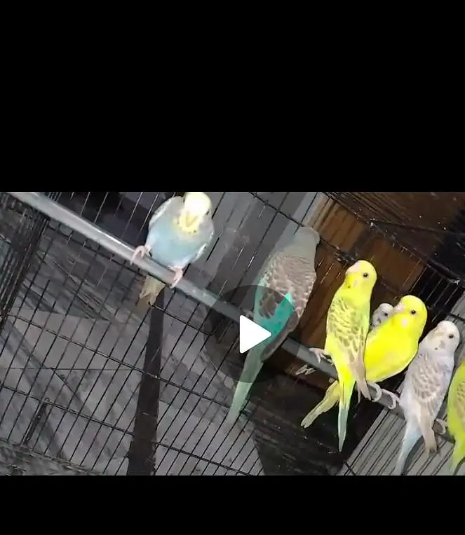 mix parrot available — photo 2