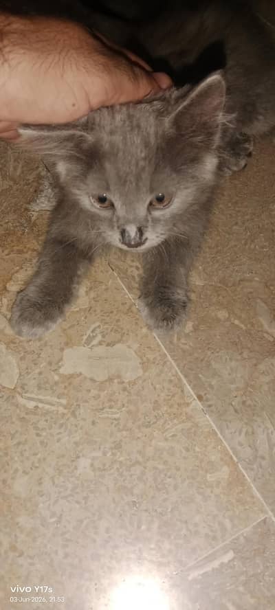 persion kitten pair