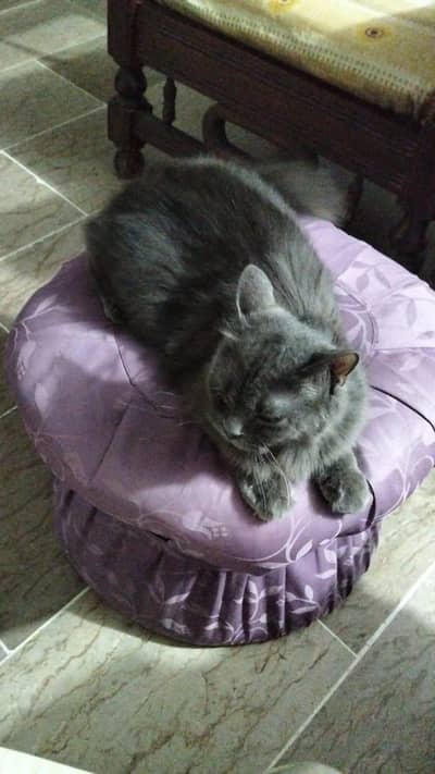 Grey persian cat with kitten