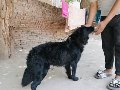 Labrador female