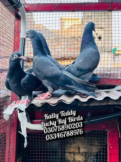 Pigeon
