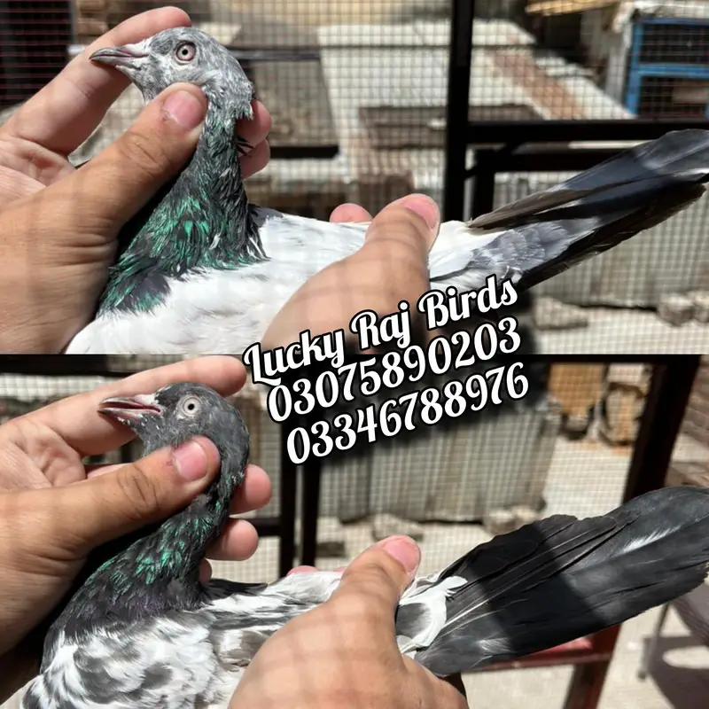 Pigeon — photo 7