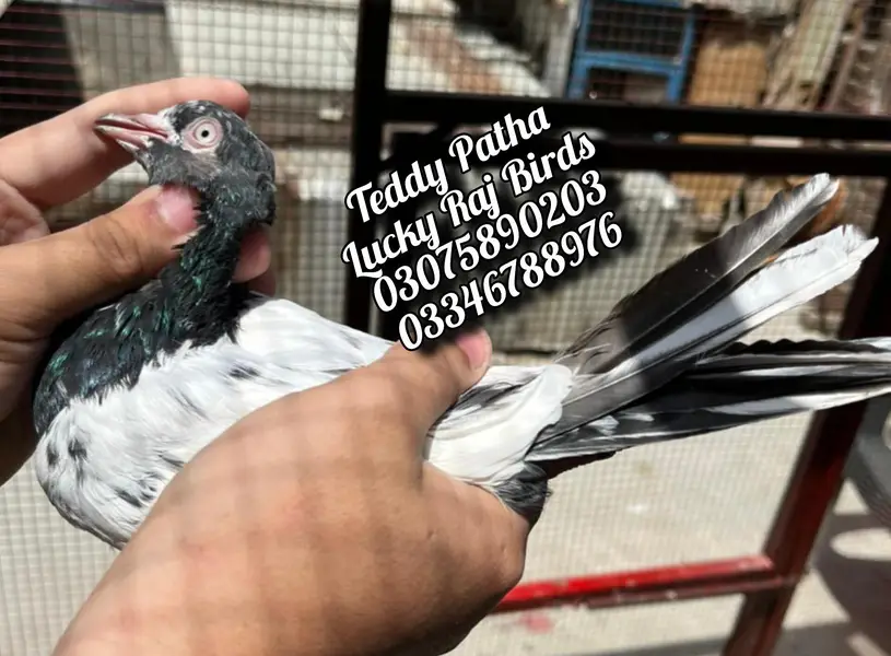 Pigeon — photo 10