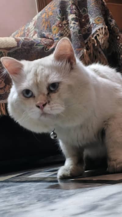 Blue Eyes persian full trained