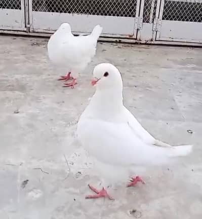 white show king pigeon