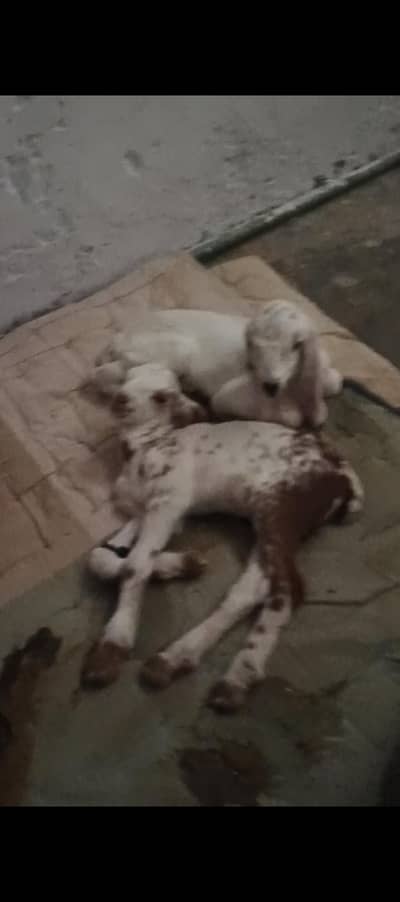 goat for sale