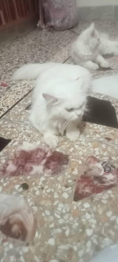 persian imported tripple fur litter trained