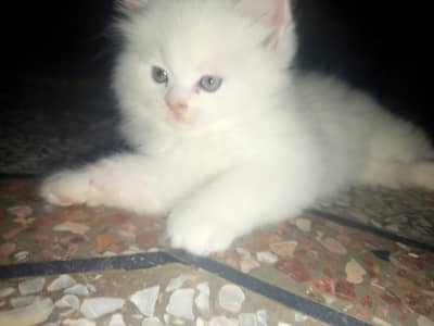 Persian kittens for sale Alipur farash