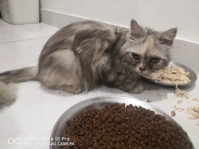 Persian Cat Female