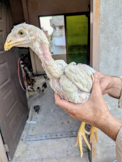 high quality aseel chicks