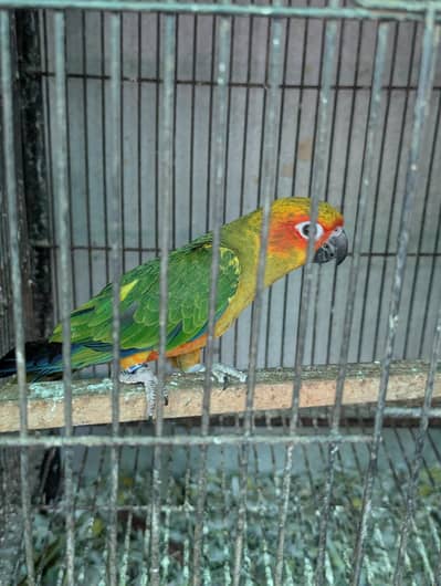 Sunconure Patha