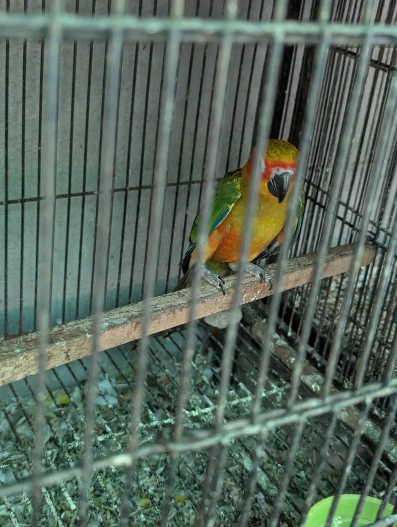 Sunconure Patha 1