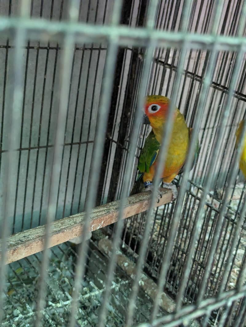 Sunconure Patha 2