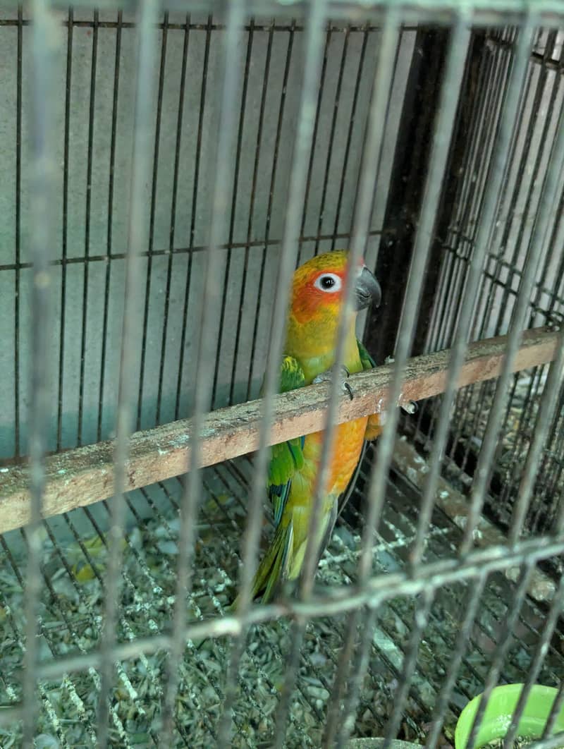 Sunconure Patha 3