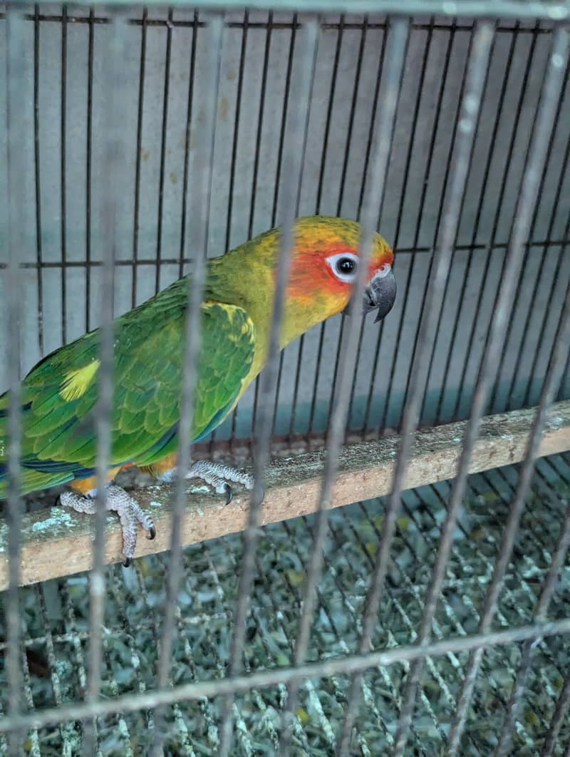 Sunconure Patha 4