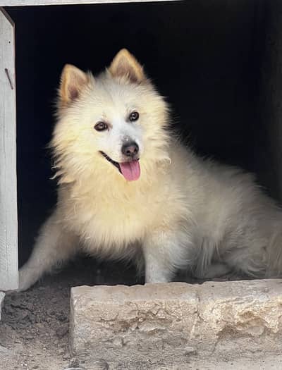 Russian Dog breeding ke liye oky ha 2.6 month ka hai