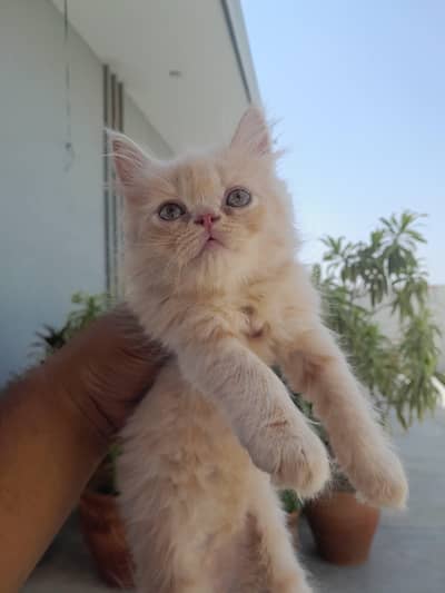 Persian Kitten