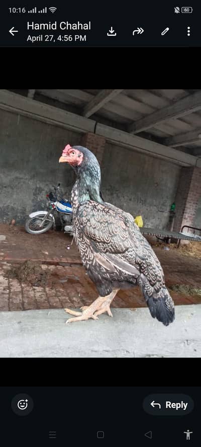 80% amroha bloodline hen