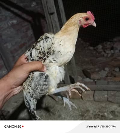 10 chicks for sale