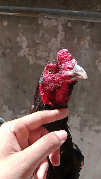 Imported Bloodline One Eye Breeder