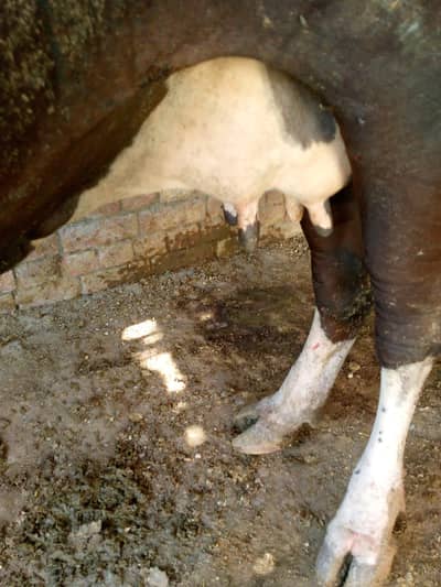 Mashallah healthy and active jarsi fresion cow