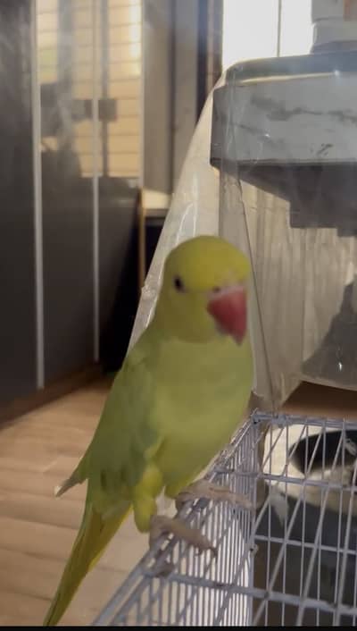 Ringneck parrot full fly team thor Thor bolte hai