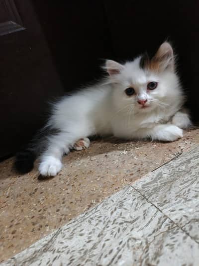 Persian kittens and their mother for sell. Cats for sell