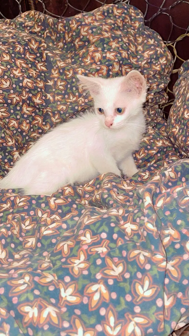 female kittens — photo 2