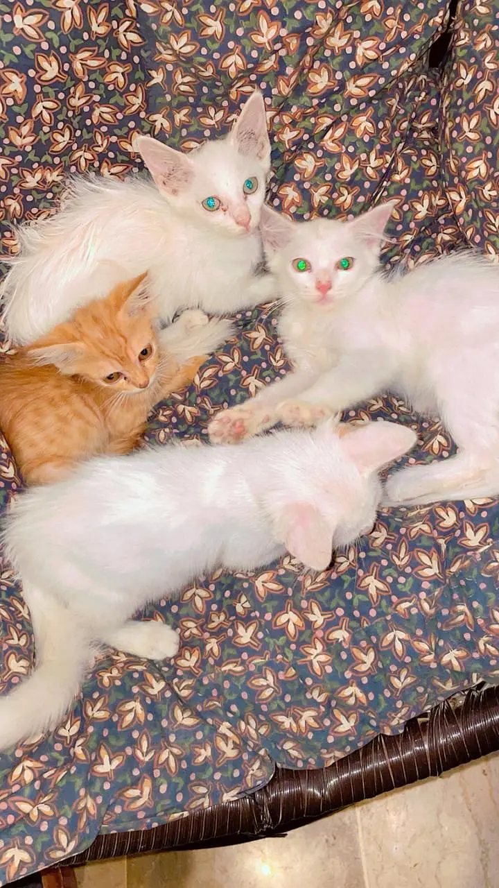 female kittens — photo 3