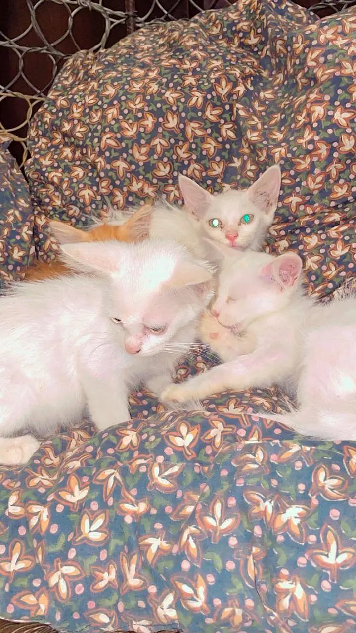 female kittens — photo 4