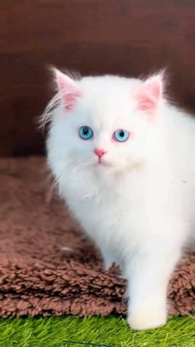 pairsian helthy and active kitten for sale