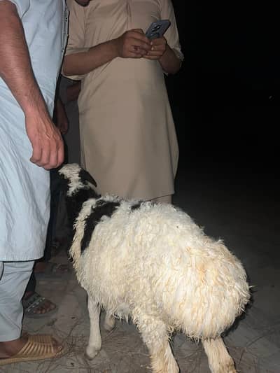 dumba ( Fat tailed sheep )