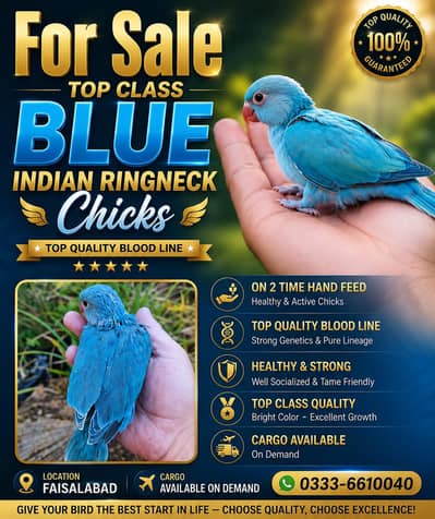 Blue Parrots Chicks For Sale 03336610040