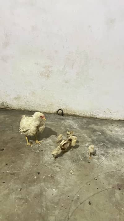 Aseel heera chicks for sale