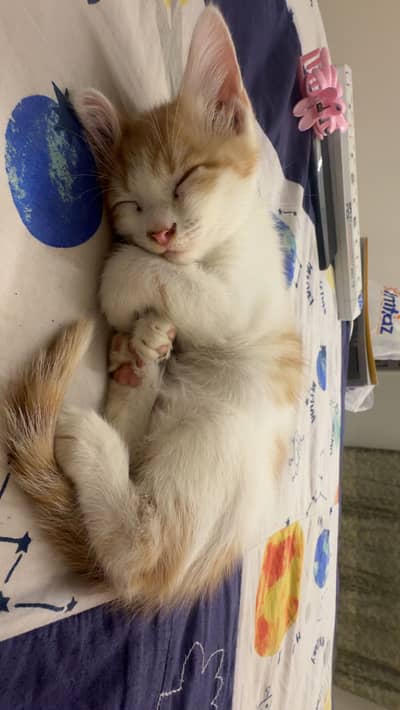 Semi Persian
