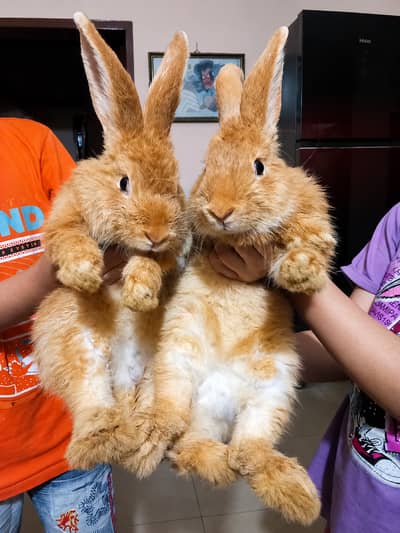 Original American Golden Palomino Rabbit Pair, Model Town Lahore