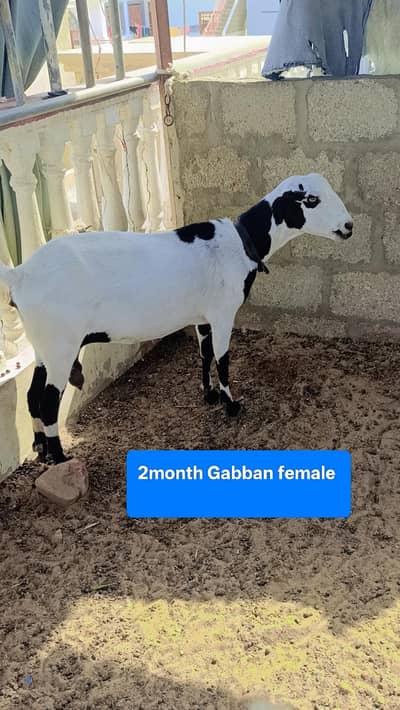 Abluck White eye Gaban teddy